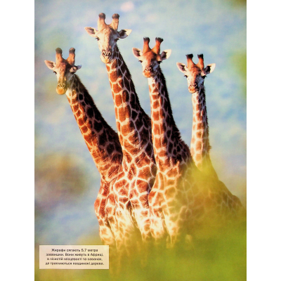 Книга Велика книга тварин - Клаудія Мартін Vivat (9786171704794)