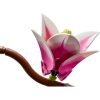 U1148358_4main Конструктор LEGO Botanicals Magnolia Branches (11510)